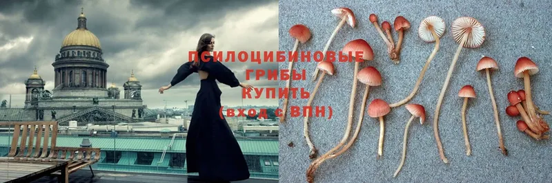 Галлюциногенные грибы Psilocybe  МЕГА ссылки  Армавир 